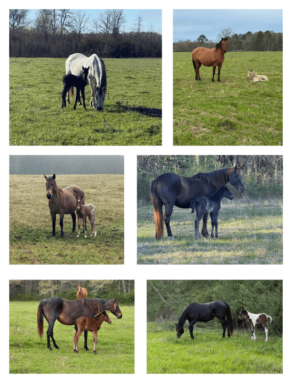 Image for Rockin' Bell Ranch 2026 Colt Sale Forest, MS August 22nd