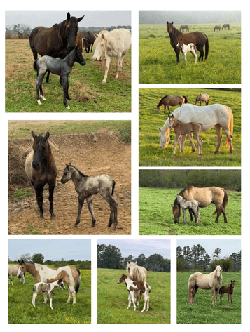 Image for Rockin' Bell Ranch 2026 Colt Sale Forest, MS August 22nd