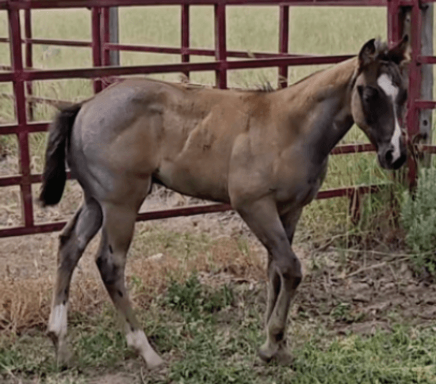 Image for Corbridge Quarter Horses Annual Production Sale - ONLINE ONLY!!!  Runs August 28th through August 30th!