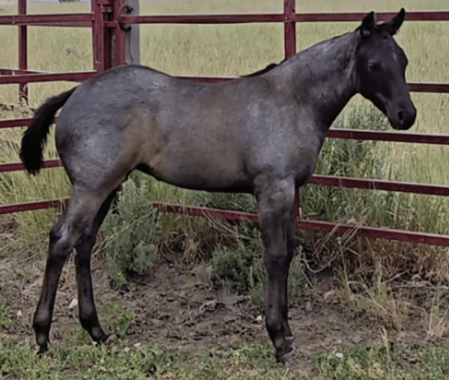 Image for Corbridge Quarter Horses Annual Production Sale - ONLINE ONLY!!!  Runs August 28th through August 30th!