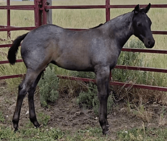 Image for Corbridge Quarter Horses Annual Production Sale - ONLINE ONLY!!!  Runs August 28th through August 30th!