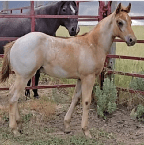 Image for Corbridge Quarter Horses Annual Production Sale - ONLINE ONLY!!!  Runs August 28th through August 30th!