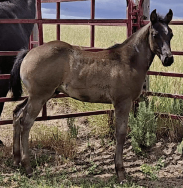 Image for Corbridge Quarter Horses Annual Production Sale - ONLINE ONLY!!!  Runs August 28th through August 30th!