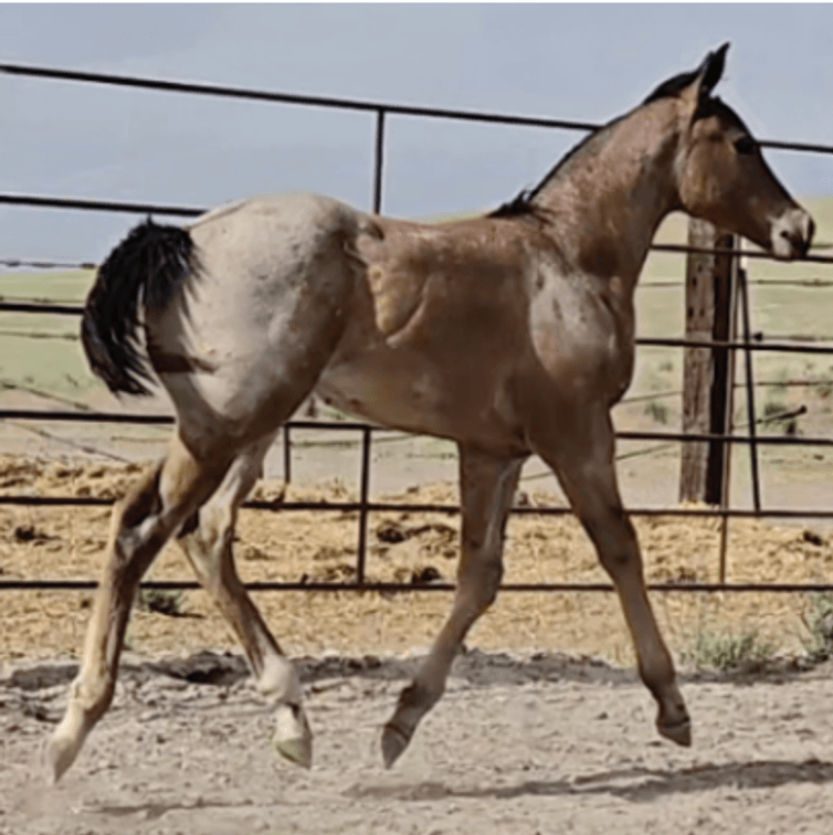 Image for Corbridge Quarter Horses Annual Production Sale - ONLINE ONLY!!!  Runs August 28th through August 30th!