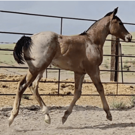 Image for Corbridge Quarter Horses Annual Production Sale - ONLINE ONLY!!!  Runs August 28th through August 30th!