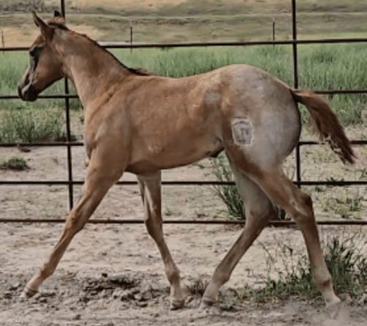 Image for Corbridge Quarter Horses Annual Production Sale - ONLINE ONLY!!!  Runs August 28th through August 30th!