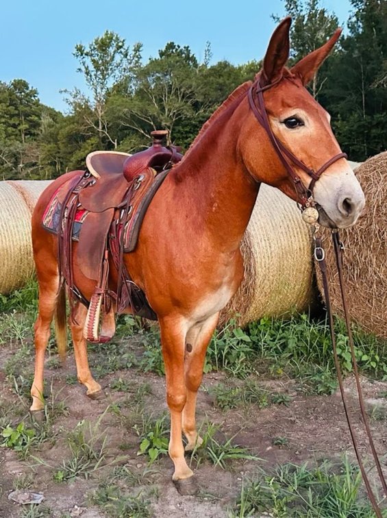 Image for Mize Horse Sale  SATURDAY NOVEMBER 16TH - Mize, Mississippi