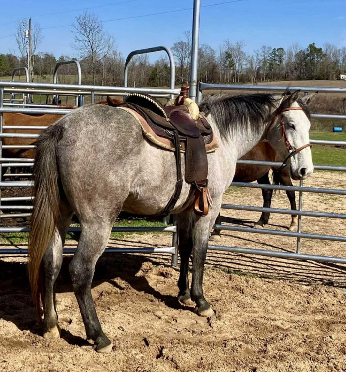 Image for Mize Horse Sale  SATURDAY NOVEMBER 16TH - Mize, Mississippi