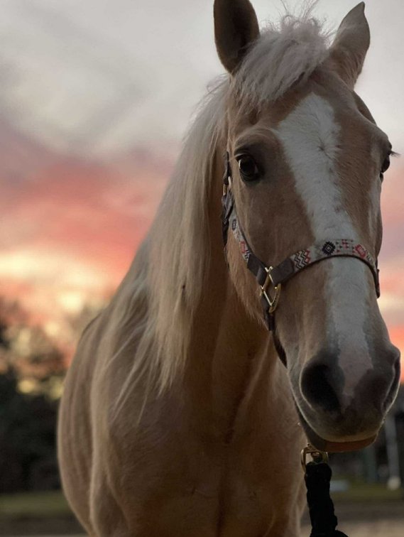 Image for Mize Horse Sale  SATURDAY NOVEMBER 16TH - Mize, Mississippi