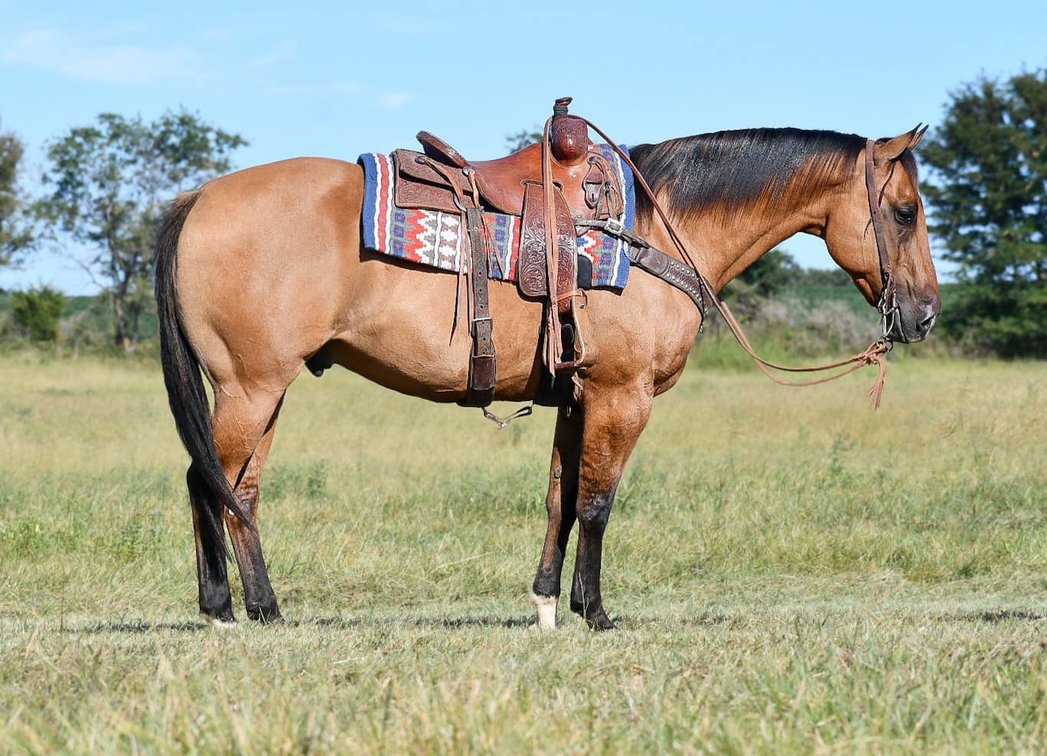 Image for Interstate Regional Stockyards Horse Sale - Cuba, Missouri WEDNESDAY November 20th