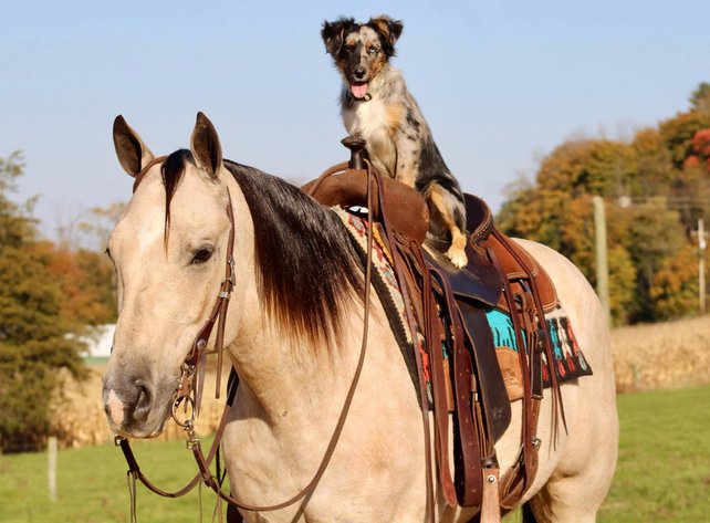 Image for Interstate Regional Stockyards Horse Sale - Cuba, Missouri WEDNESDAY November 20th