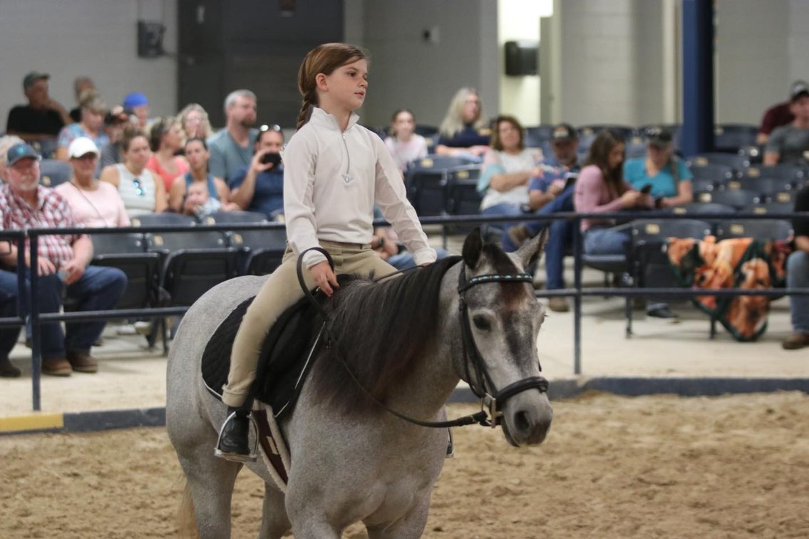 Image for Ocala Horse Sale January 4th - Ocala, Florida