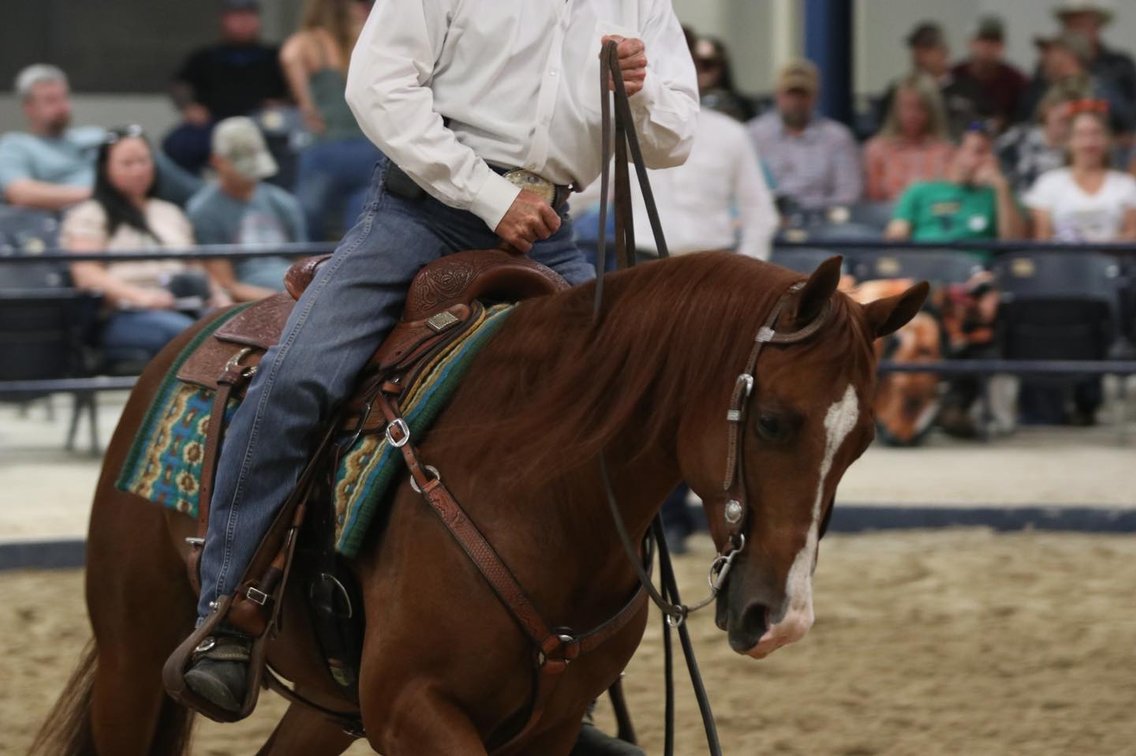 Image for Ocala Horse Sale January 4th - Ocala, Florida