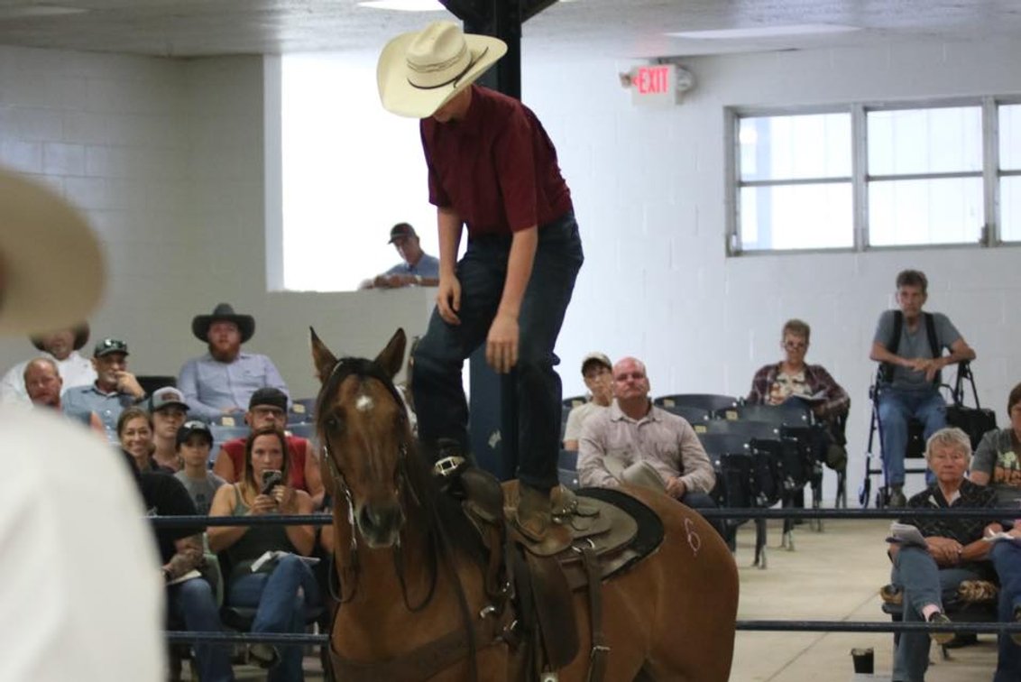 Image for Ocala Horse Sale January 4th - Ocala, Florida