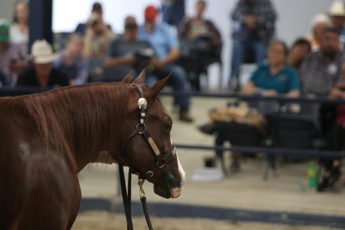 Image for Ocala Horse Sale January 4th - Ocala, Florida