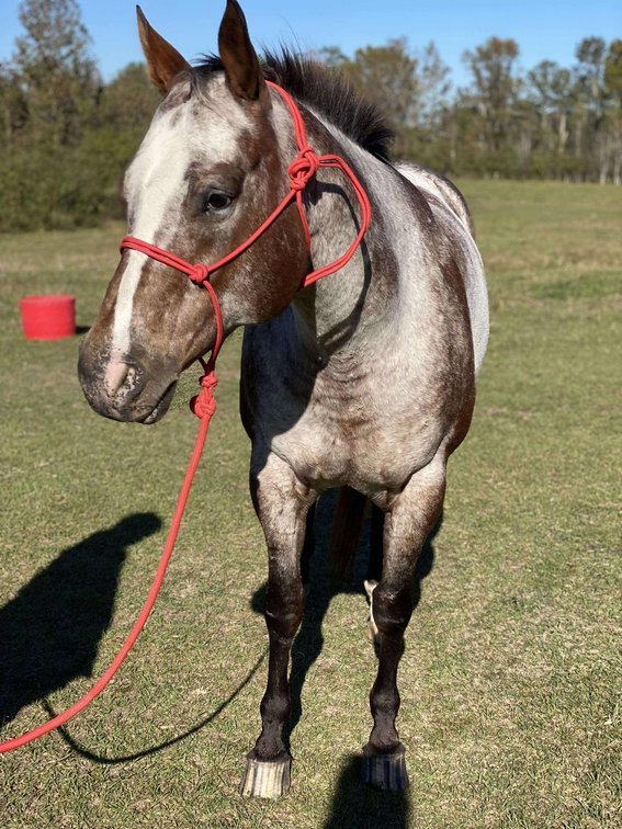 Image for Mize Horse Sale  SATURDAY NOVEMBER 30TH - Mize, Mississippi