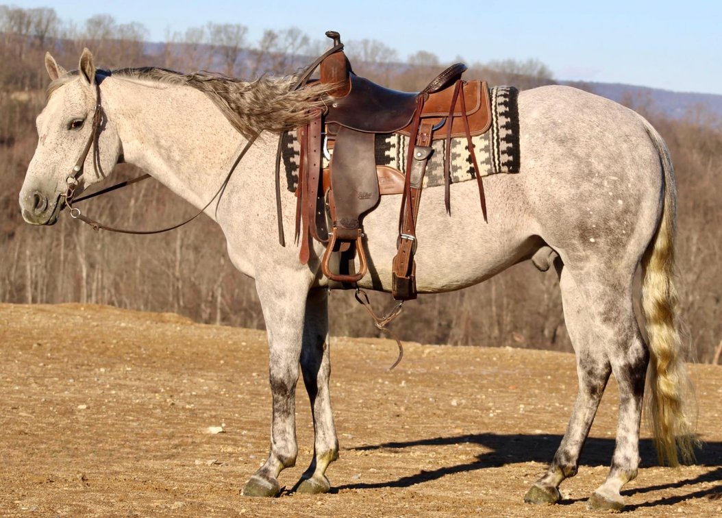 Image for Interstate Regional Stockyards Horse Sale - Cuba, Missouri WEDNESDAY December 18th