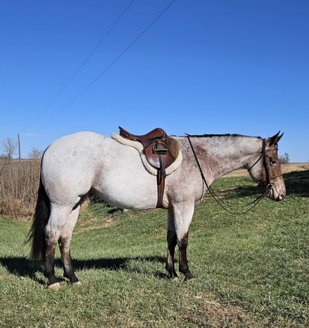Image for Casino Classic NEW YEARS DAY All Breed Horse Sale - Oak Grove, Kentucky