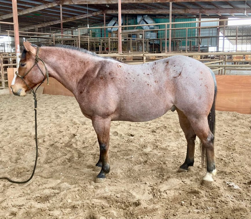 Image for Jones Livestock Auction MONTHLY HORSE & TACK SALE!   SATURDAY, JANUARY 11TH!