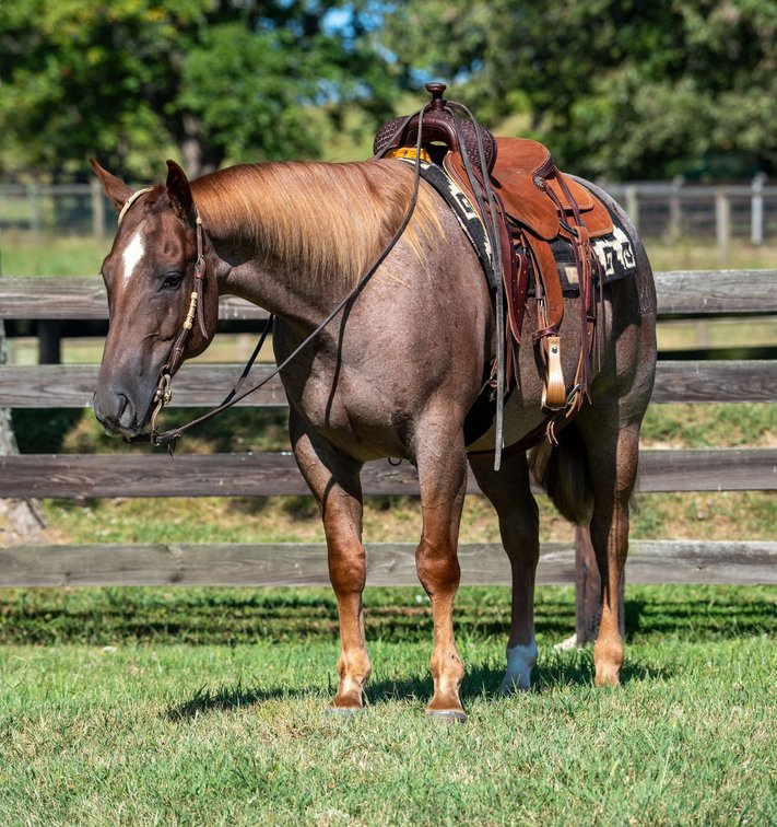 Image for Kingsville Livestock Auction Special Horse Sale - SATURDAY, JANUARY 25TH - Kingsville, MO
