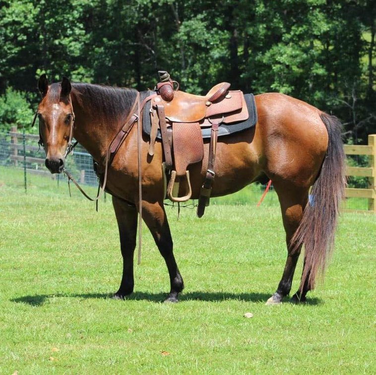 Image for Mize Horse Sale  SATURDAY JANUARY 18TH - Mize, Mississippi