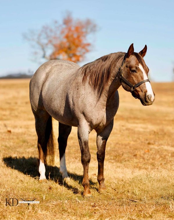 Image for Springfield Livestock Horse Sale FRIDAY JANUARY 31ST - Springfield, MO