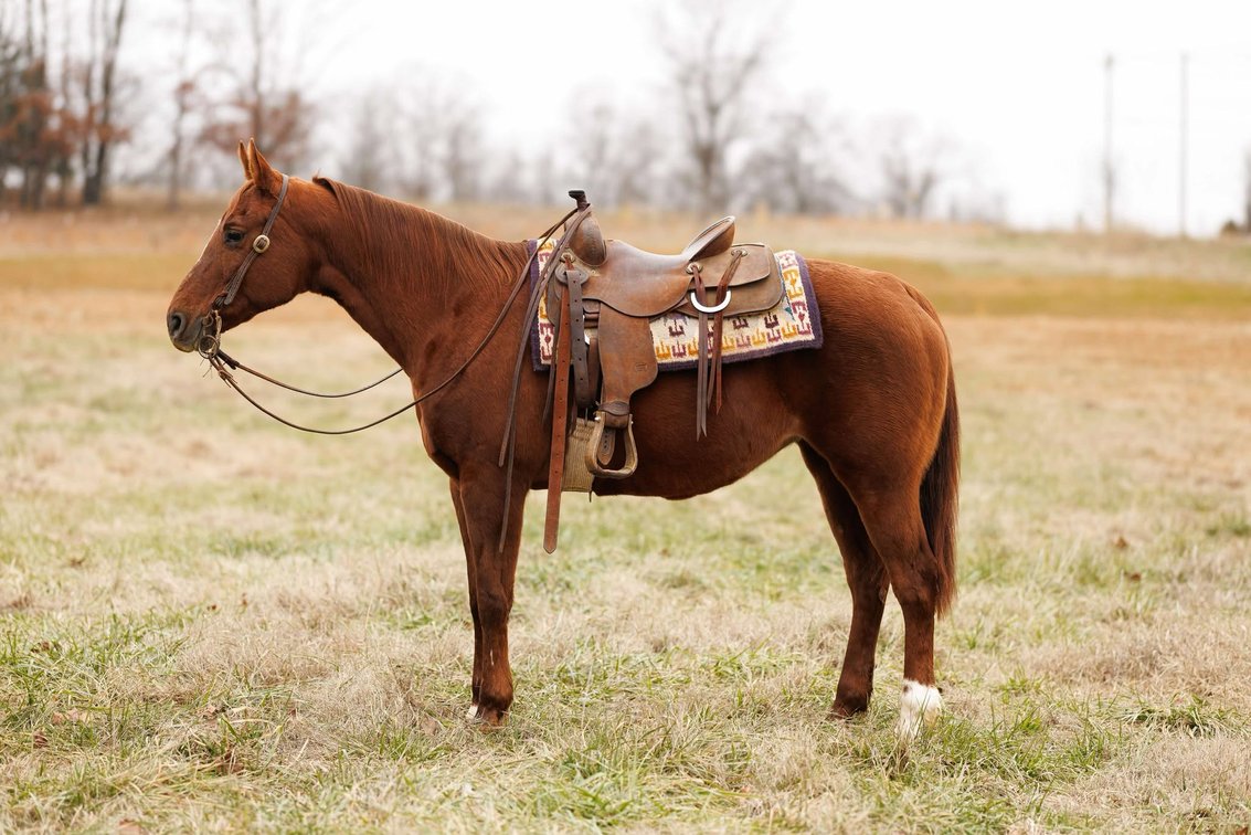 Image for Springfield Livestock Horse Sale FRIDAY JANUARY 31ST - Springfield, MO