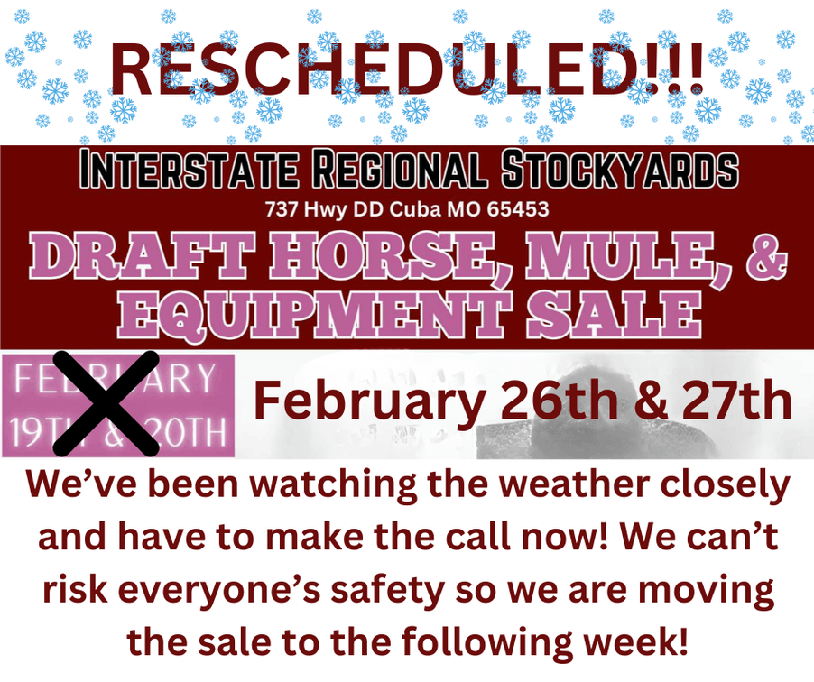 Image for DATE CHANGE Interstate Regional Stockyards TWO DAY FEBRUARY SPECIAL - DAY 2 - THURSDAY FEBRUARY 20TH