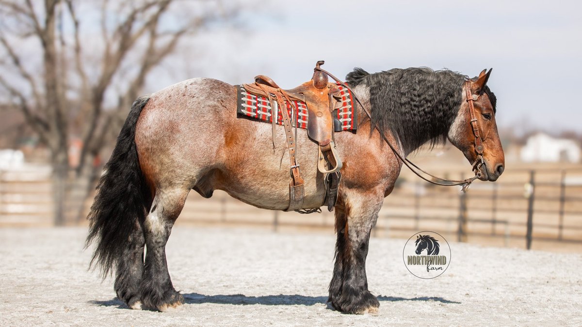 Image for NPEC Mount Up Spring Sale - New Paris, Indiana - SALE DAY SATURDAY, APRIL 5TH