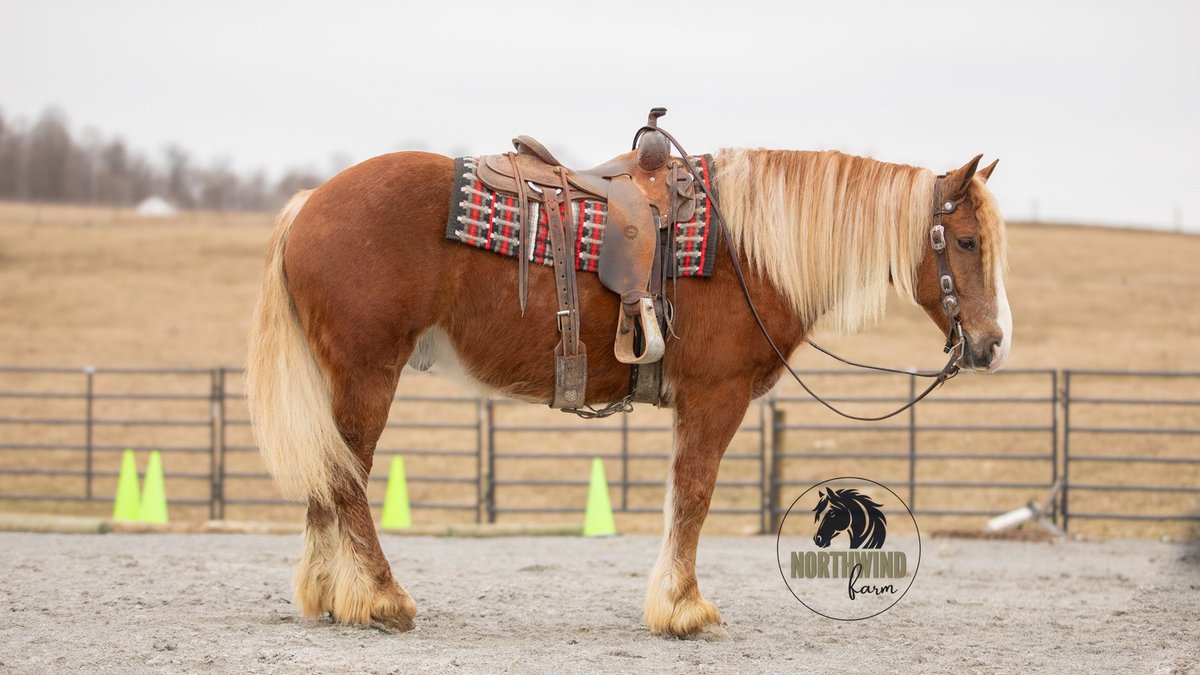 Image for NPEC Mount Up Spring Sale - New Paris, Indiana - SALE DAY SATURDAY, APRIL 5TH