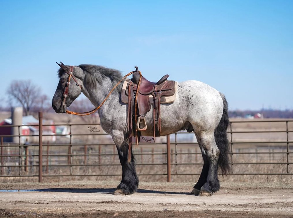 Image for NPEC Mount Up Spring Sale - New Paris, Indiana - SALE DAY SATURDAY, APRIL 5TH
