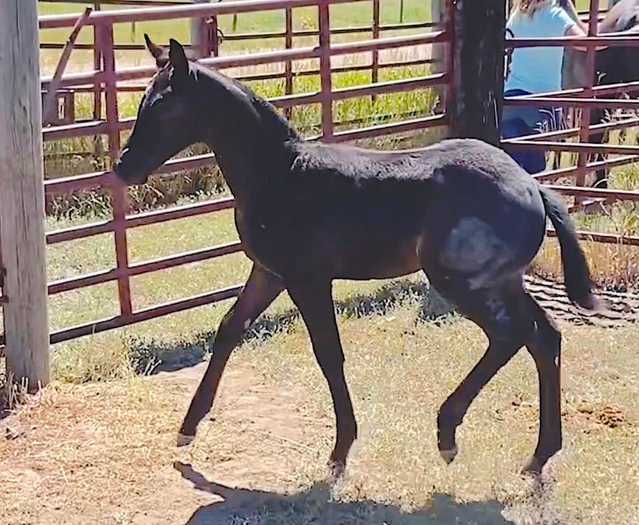 Image for Corbridge Quarter Horses Annual Production Sale - ONLINE ONLY!!!  Runs August 24th through August 31st!