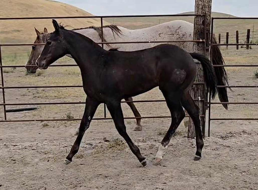 Image for Corbridge Quarter Horses Annual Production Sale - ONLINE ONLY!!!  Runs August 24th through August 31st!