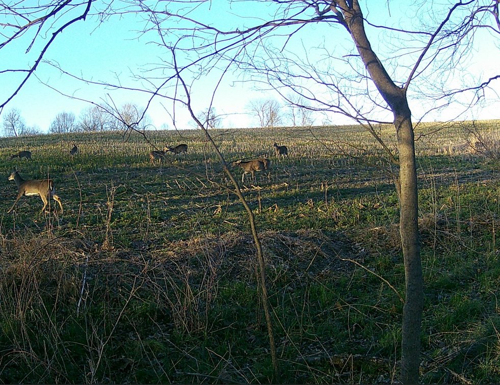 Image for The Wright Family Land Auction