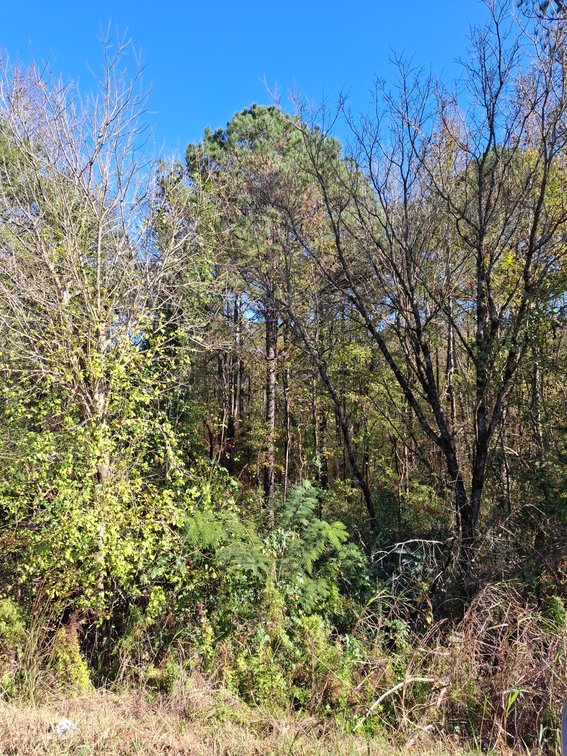 Image for Talladega, AL: 2 Parcels Totaling 63± Acres with 12 Surveyed Lots (Talladega County)