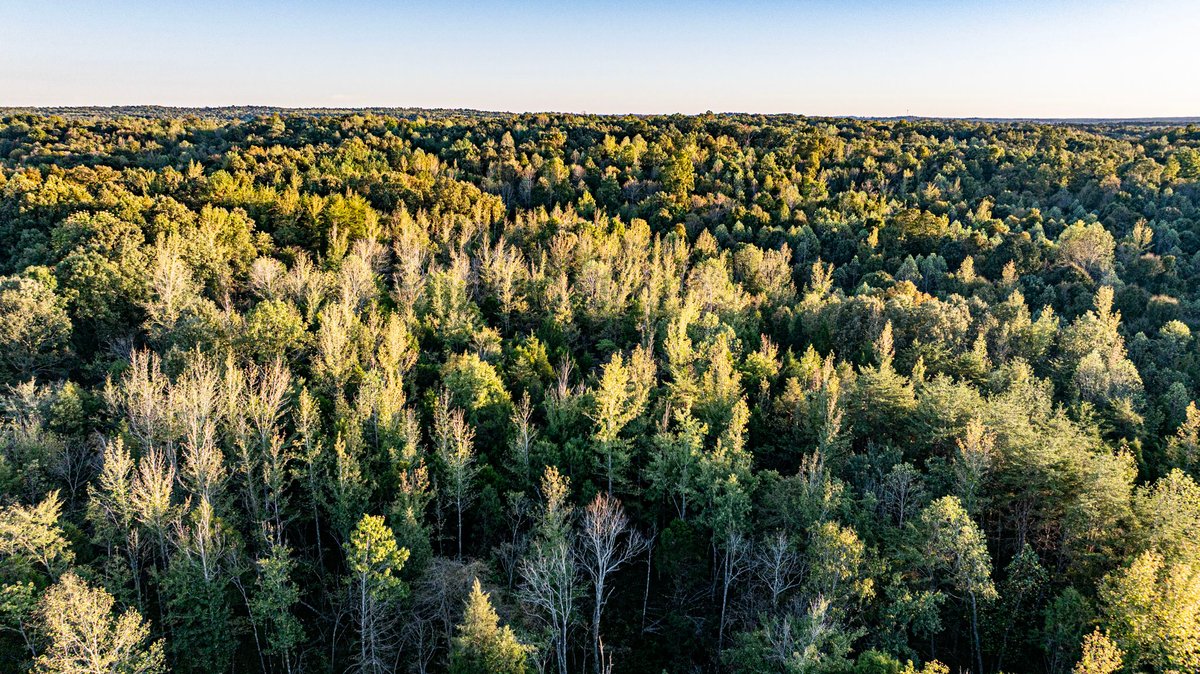Image for 4 Tracts・Pallet Mill Road・Greenville