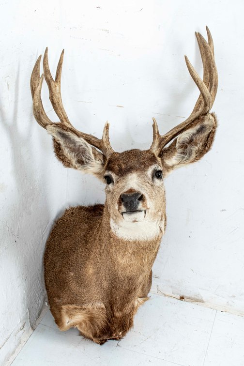 Image for 1st Annual Sportsman's Super Auction - Tan Gallery Part 1