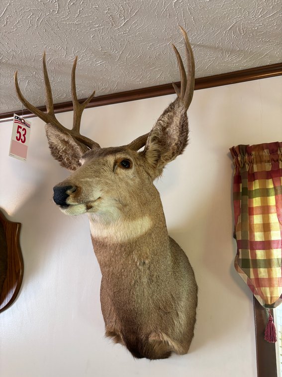 Image for Steven T. McCann Estate, Auction Sat. Sept. 12 @ 10 A. M. * 23210 Mock Knob Rd. Bristol, Va.