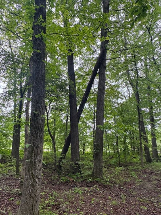 Image for Vacant Lot - 1 Acre in Beacon Light Estates - Bon Aqua, TN