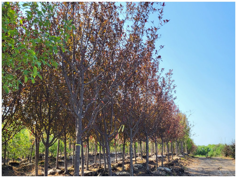 Image for Wilson's Nursery Spring 2023 Inventory Reduction