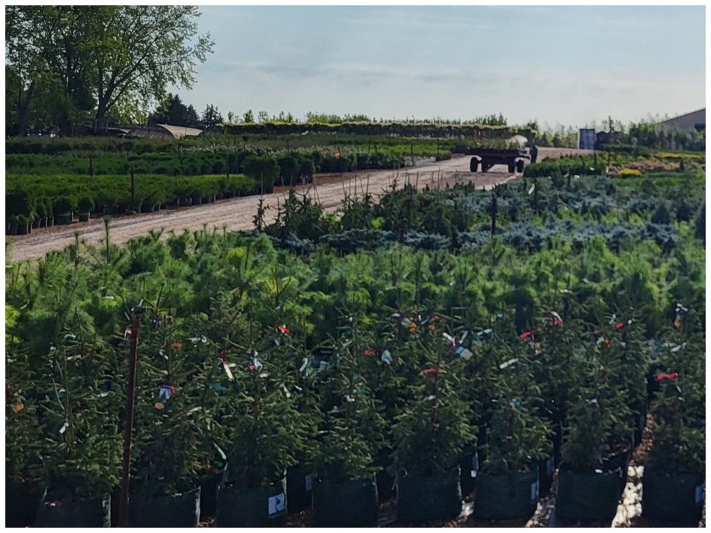 Image for Wilson's Nursery Spring 2023 Inventory Reduction