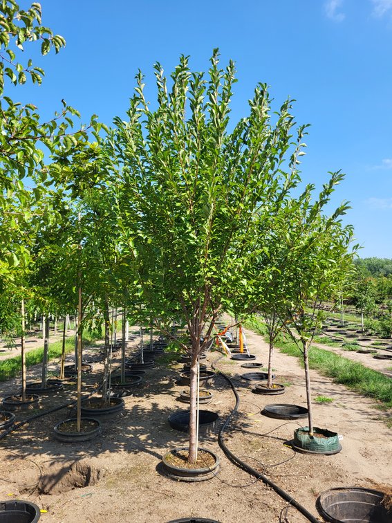 Image for Nursery Overstock Fall 2024