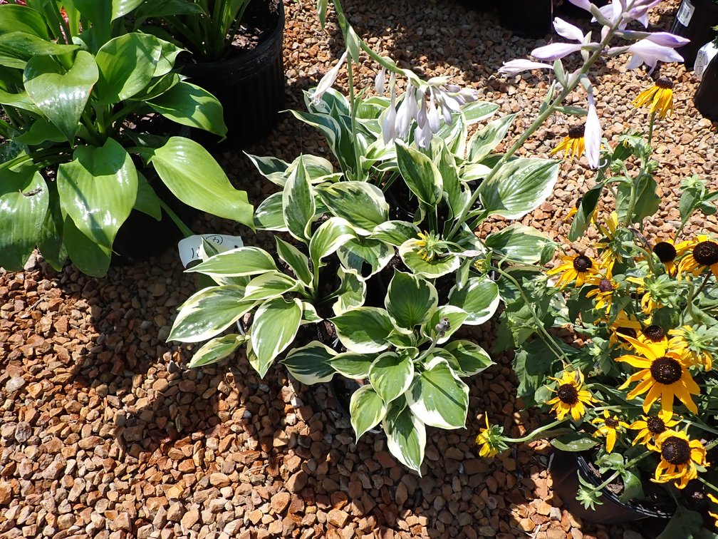 Image for Nursery Overstock Fall 2024