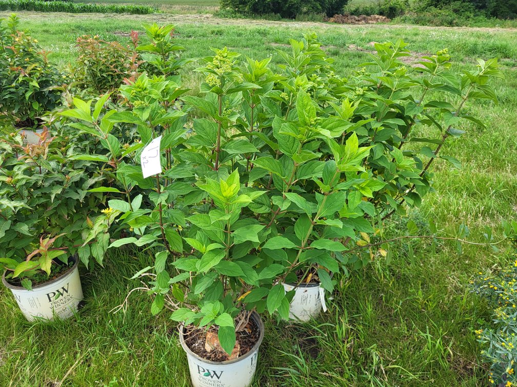 Image for Botanical Bonanza: Fresh Shrubs & Plants