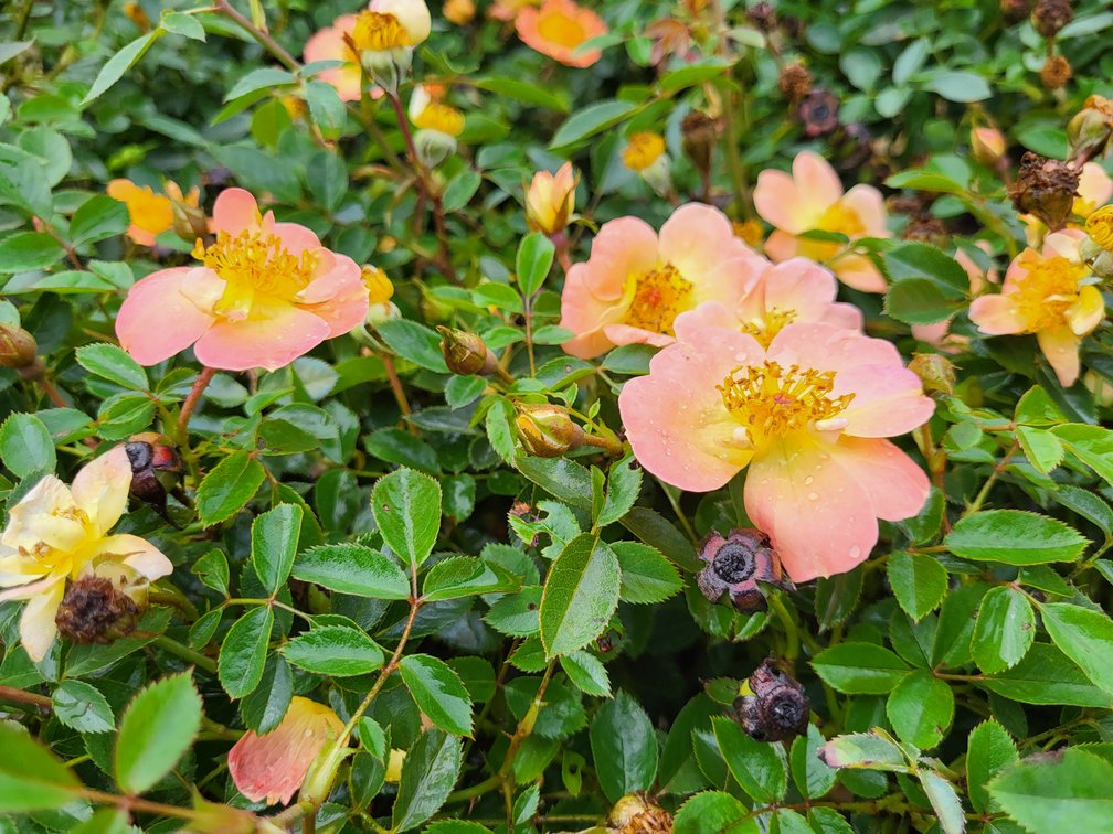 Image for Nursery Overstock September 2026