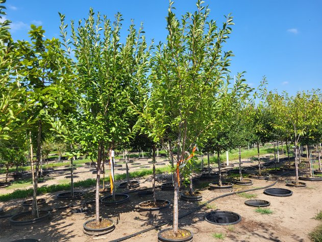 Image for Nursery Overstock September 2026