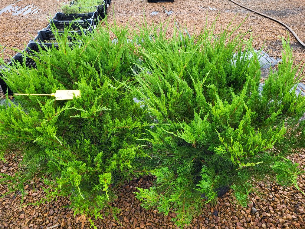 Image for Nursery Overstock May 2027