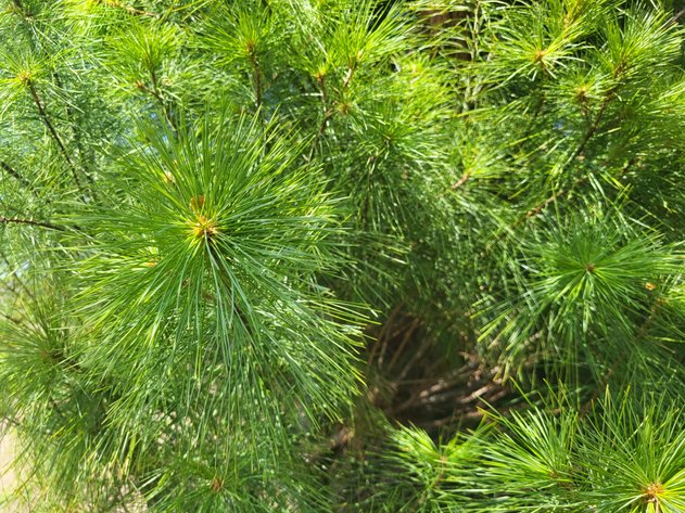 Image for Nursery Overstock May 2027
