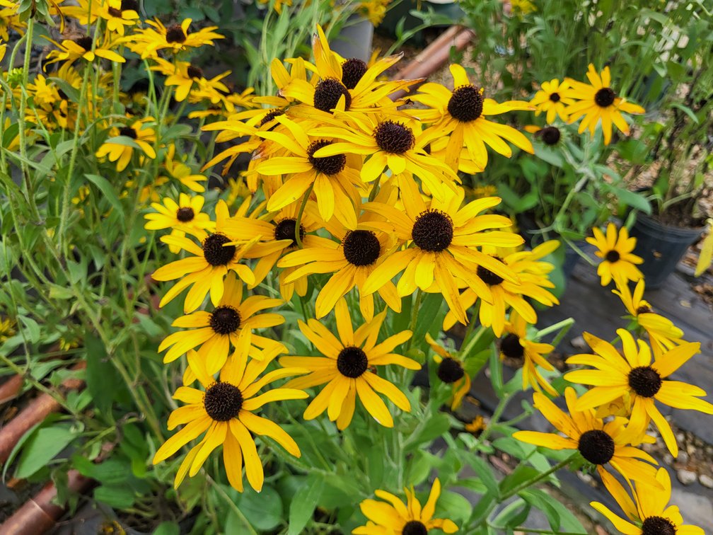 Image for Nursery Overstock May 2027