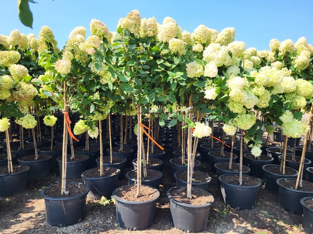 Image for Nursery Overstock September 2027